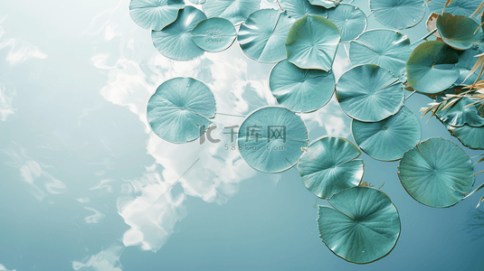绿色夏季水池荷叶装饰背景