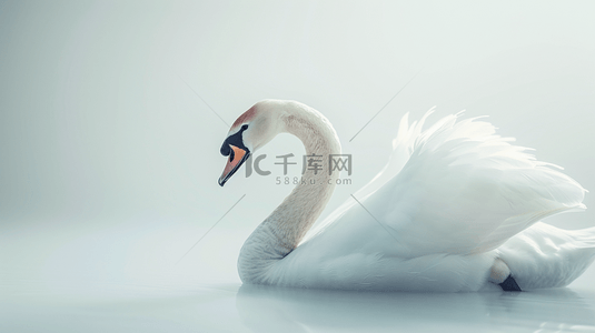 洁白背景图片_白色洁白的天鹅动物背景