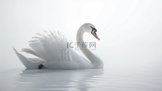 天鹅展翅背景图片_白色洁白的天鹅动物背景