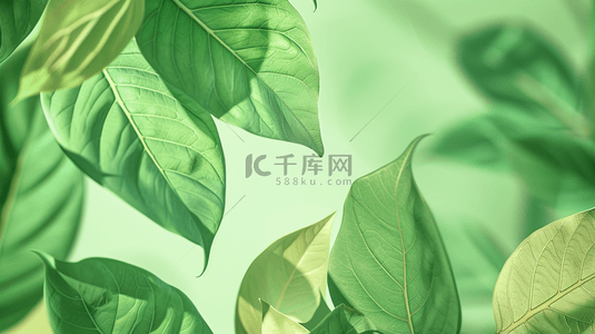热带植物夏季背景图片_夏季绿色植物叶片装饰背景