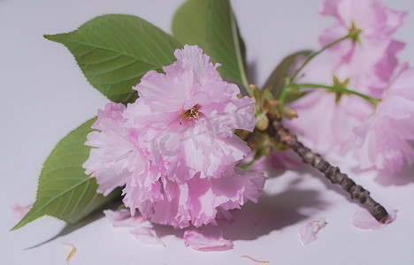 春天摄影照片_四月的八重樱