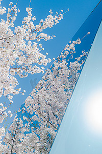 春天摄影照片_春天盛开的樱花