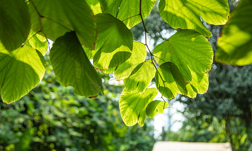 绿叶阳光摄影照片_夏天阳光洒在树叶上