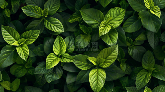 植物树叶纹理背景图片_简约绿色树叶叶片纹理场景的背景