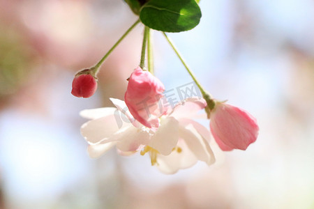 雨后海棠树摄影照片_春天含苞待放的海棠