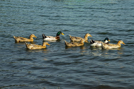 水库里一群鸭