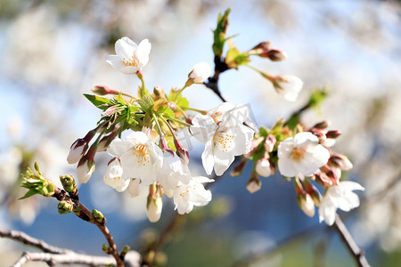 春花灿烂摄影照片_春天绽放的白色花朵
