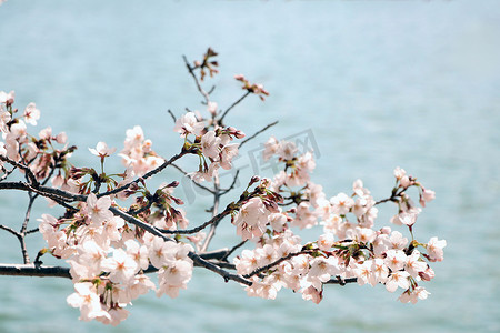 春天水边绽放的粉色花朵