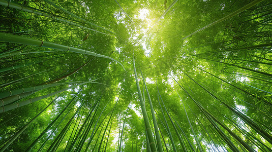 竹枝摄影照片_绿竹林中仰望天空图片