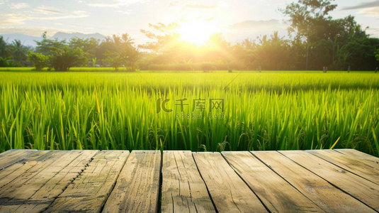 水稻素材背景图片_木板田野水稻合成创意素材背景