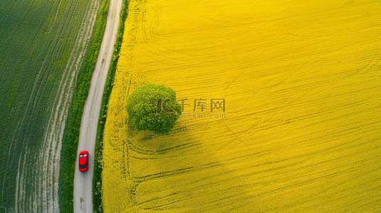 油菜花汽车公路合成创意素材背景