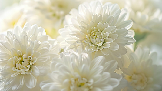 特写白色花瓣花朵清新高清图片