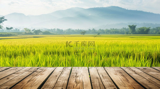水稻长大背景图片_木板田野水稻合成创意素材背景