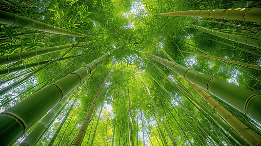 仰望天空摄影照片_绿竹林中仰望天空图片