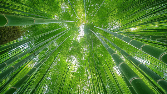 淡雅摄影照片_绿竹林中仰望天空图片