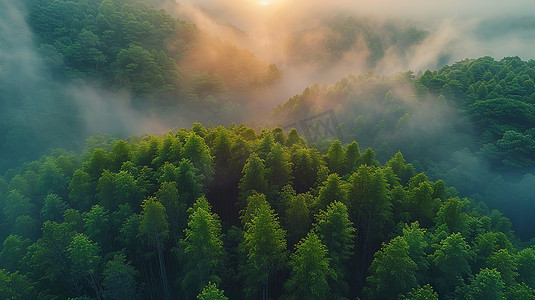 日出森林大自然云海摄影图