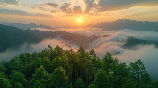 日出森林大自然云海图片