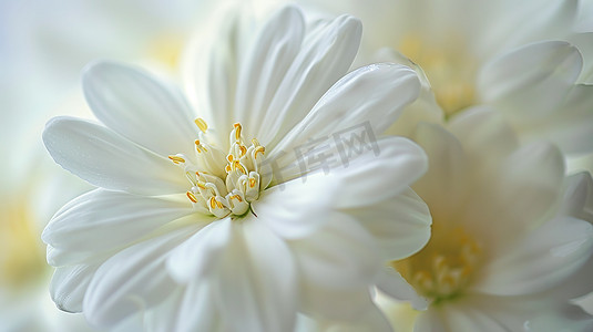 新高考312摄影照片_特写白色花瓣花朵清新高清摄影图