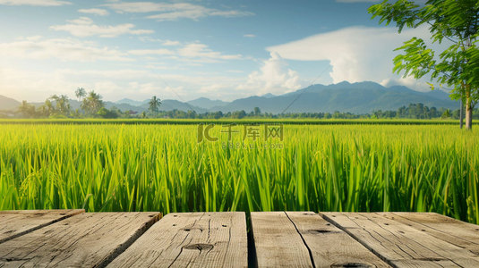 木板田野水稻合成创意素材背景