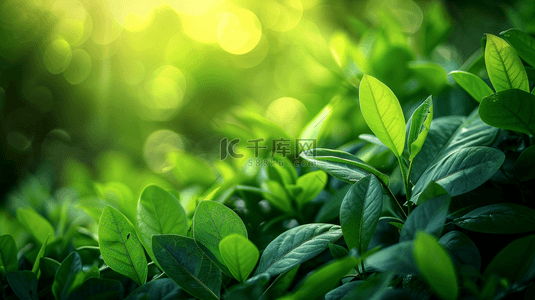 绿色夏季植物叶子装饰背景