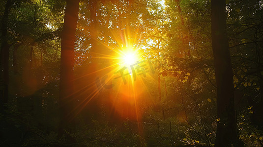 森林树林阳光太阳摄影配图