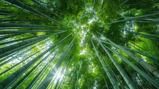 竹叶竹枝摄影照片_绿竹林中仰望天空图片