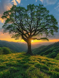 大树铭牌摄影照片_高山草坡上的一棵大树高清图片