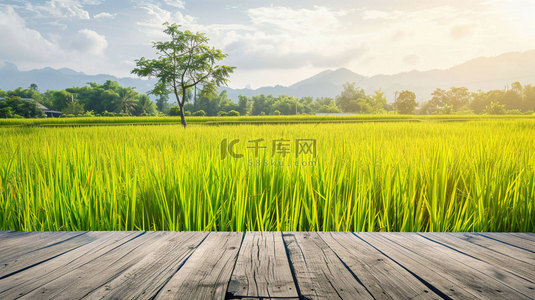 一捆水稻背景图片_木板田野水稻合成创意素材背景
