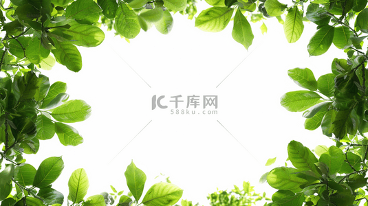 边框装饰叶子背景图片_夏季绿色植物叶子装饰边框背景