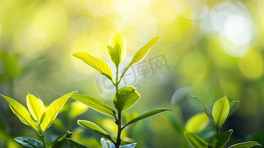 品茶摄影照片_阳光下的茶树嫩叶图片