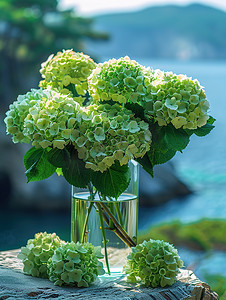 玻璃花瓶里的绿色绣球花高清摄影图