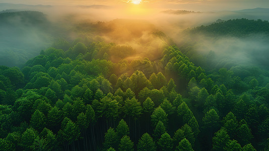 太阳云海摄影照片_日出森林大自然云海高清摄影图