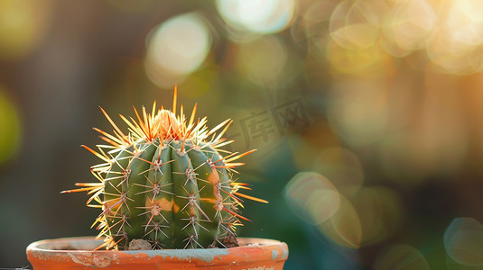 植物绿植盆景摄影照片_一盆仙人球特写图片