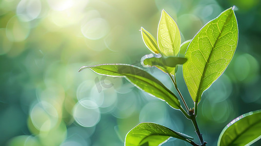 阳光下的茶树嫩叶图片