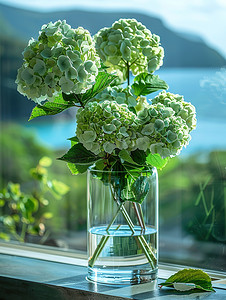 玻璃花瓶里的绿色绣球花图片