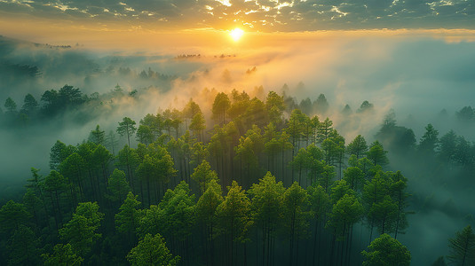 日出森林大自然云海摄影配图