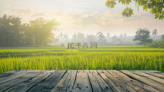 水稻素材背景图片_木板田野水稻合成创意素材背景