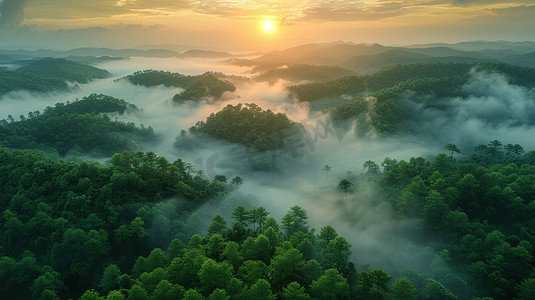 日出森林大自然云海摄影照片