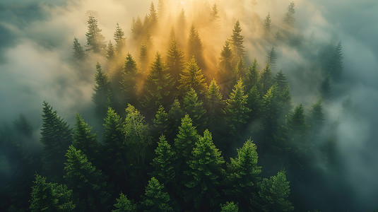 日出森林大自然云海照片