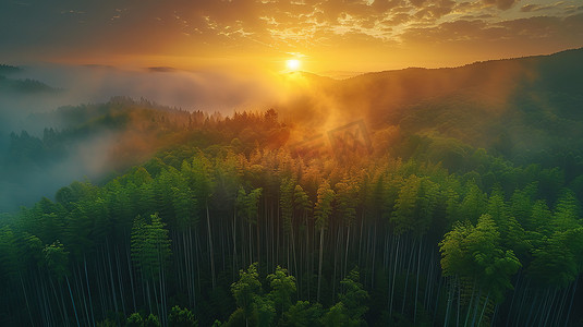 日出森林大自然云海高清图片