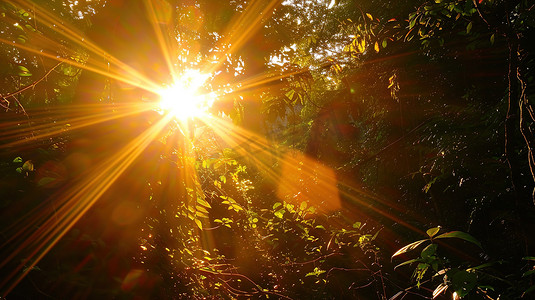 森林树林阳光太阳摄影图