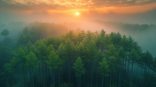 日出森林大自然云海摄影配图