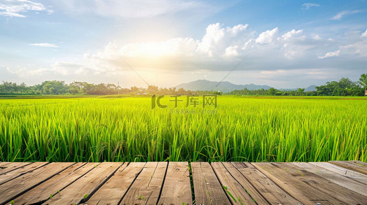 水稻背景图片_木板田野水稻合成创意素材背景