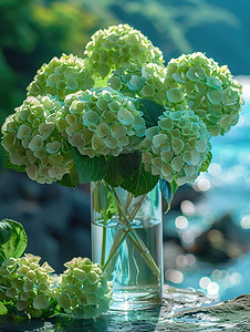 玻璃花瓶里的绿色绣球花高清摄影图
