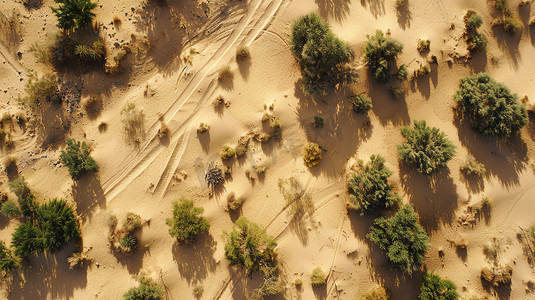 广袤沙漠戈壁植物摄影照片