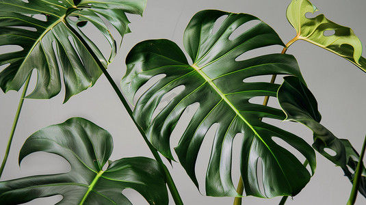 植物树叶纹理摄影照片_绿色纹理树叶的摄影摄影图