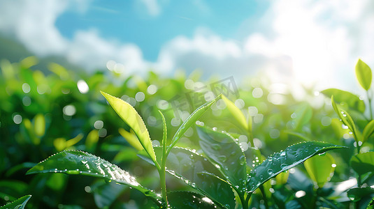 风景摄影照片_阳光下绿色茶园的摄影图片