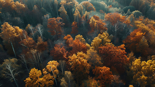 俯瞰森林摄影照片_俯瞰森林雾气阳光摄影照片
