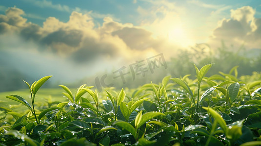 风景摄影照片_阳光下绿色茶园的摄影图片