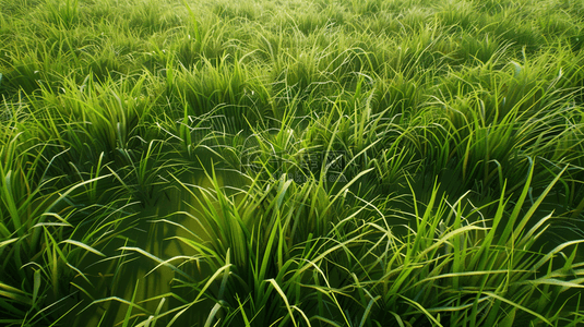 辽阔的青青草地背景